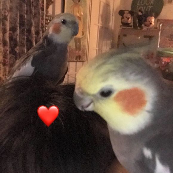 Meet your Posher, Charlotte - Picture 1 of 1